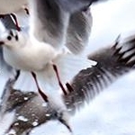 IMG_0747 Les mouettes